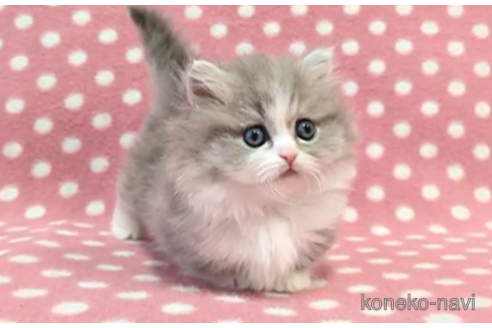 成約済の愛知県のミヌエット-112904の5枚目